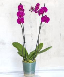 Orchidée fushia